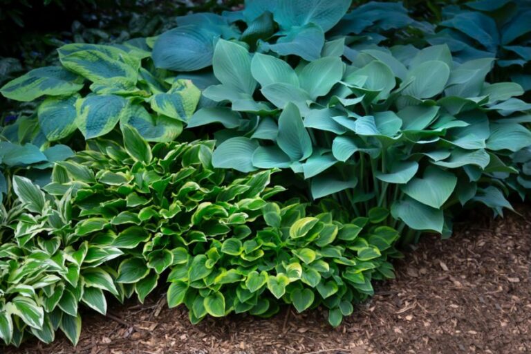 Breathtaking Hosta Companions for a Showstopping Shade Garden - The ...