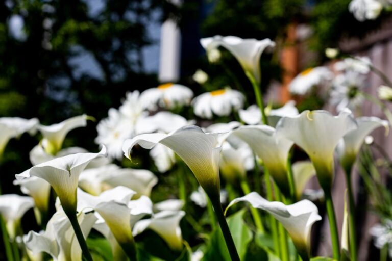 White Calla Lilies With White Daisies in Background