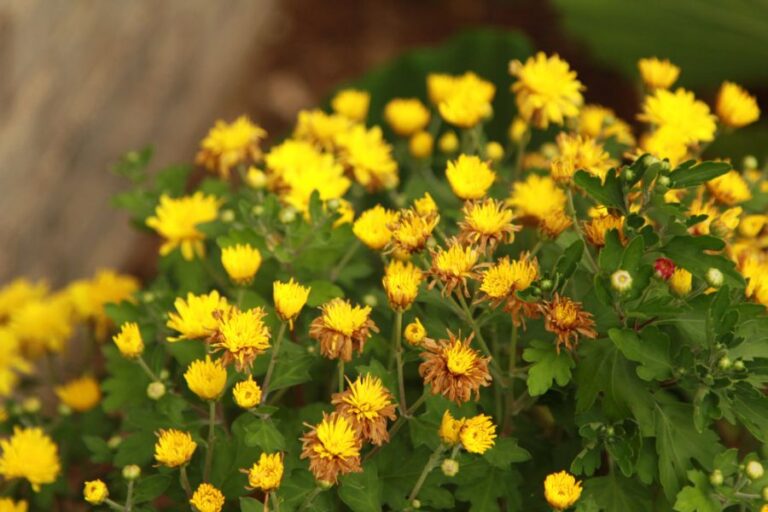 Yellow Mums With Brown Edges Due to Fungal Infection