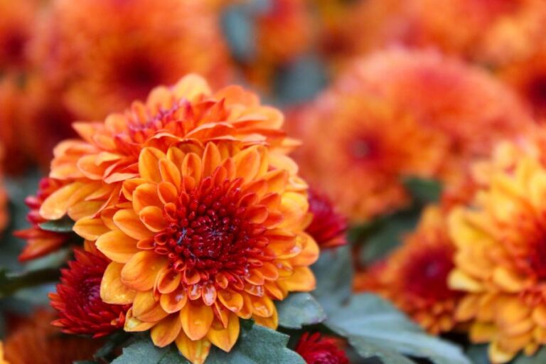 Beautiful Orange Mums Blooming