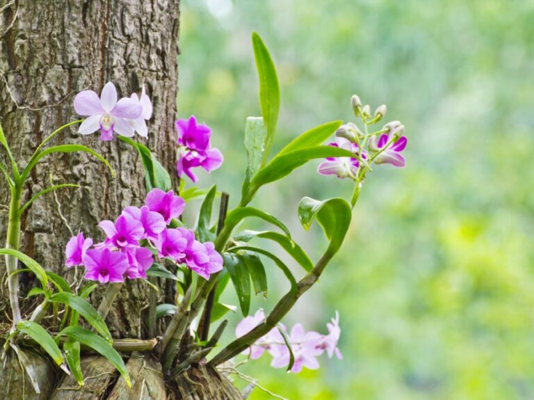 Beautiful Pink and Purple Orchids Growing on a Tree