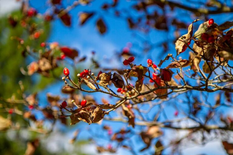 Crabapple Tree With Leaves Drying Up