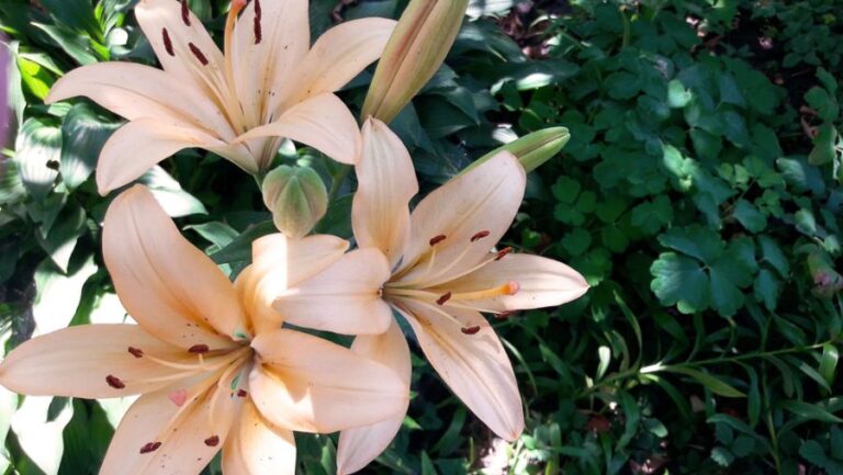 Cream-Colored Lilies Blooming in Garden