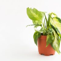 Dieffenbachia on White Background With Wilted and Dying Leaves