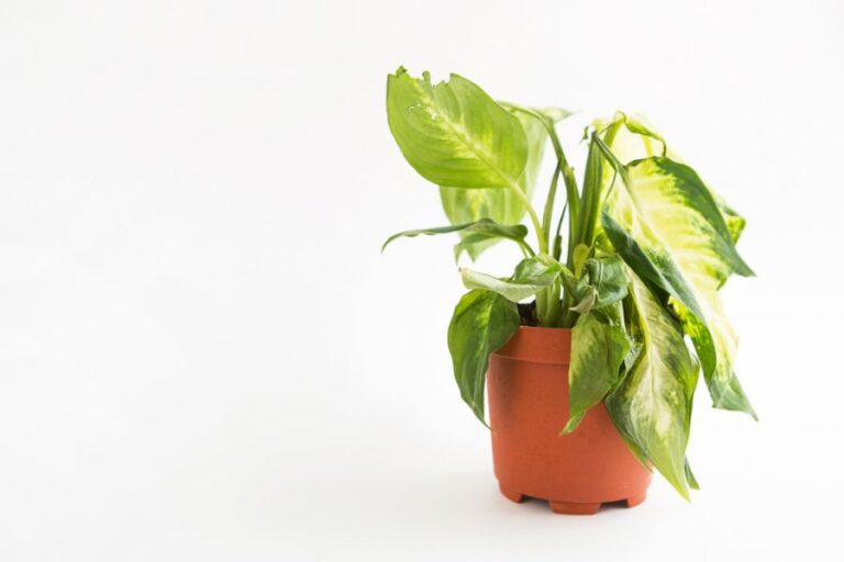 Dieffenbachia on White Background With Wilted and Dying Leaves