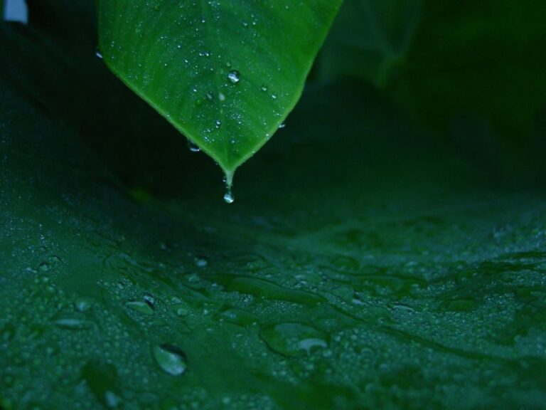 Elephant Ear Leaf Dripping Water