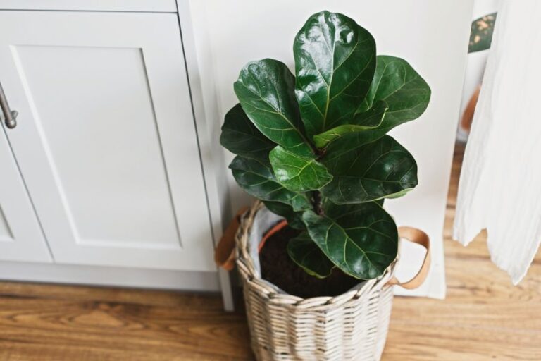 Fiddle Leaf Fig Growing in a Wicker Pot on the Kitchen Floor