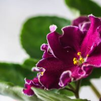 Fuchsia-Colored Flower of an African Violet