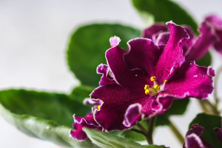 Fuchsia-Colored Flower of an African Violet