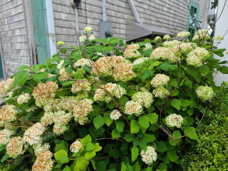 Large Hydrangea Bush With Browning Flowers