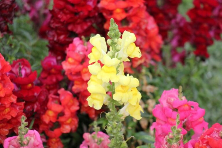 Many Different Colors of Blooming Snapdragons in Garden