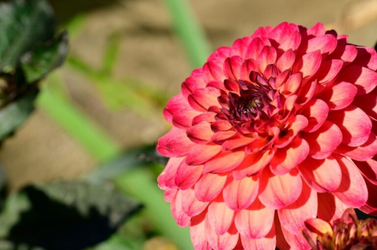 Pink and Orange Dahlia Blooming Toward the Sun