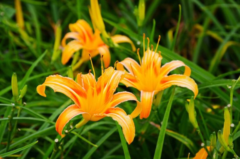 Several Orange Daylilies Flowering in Garden