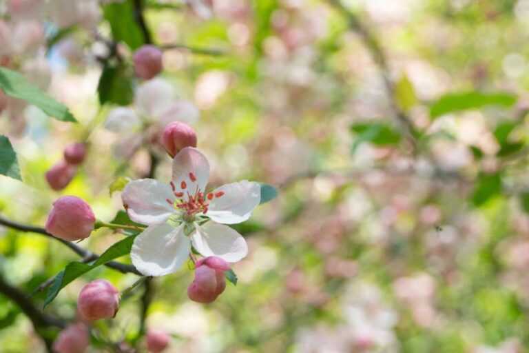 Single Crabapple Bloom Against Background of Crabapple Tree