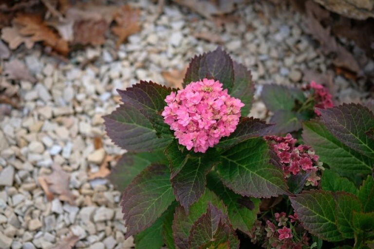 Small Hydrangea Planted in Landscaping