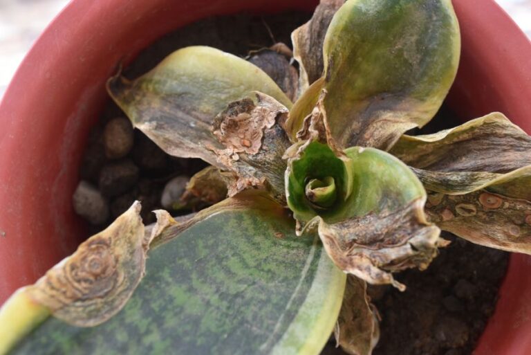 Snake Plant With Dying Leaves