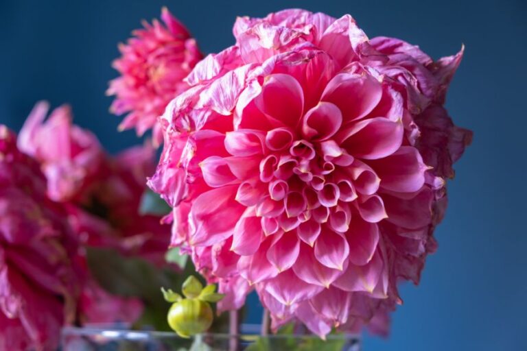 Wilting Pink Dahlias Against Blue Background