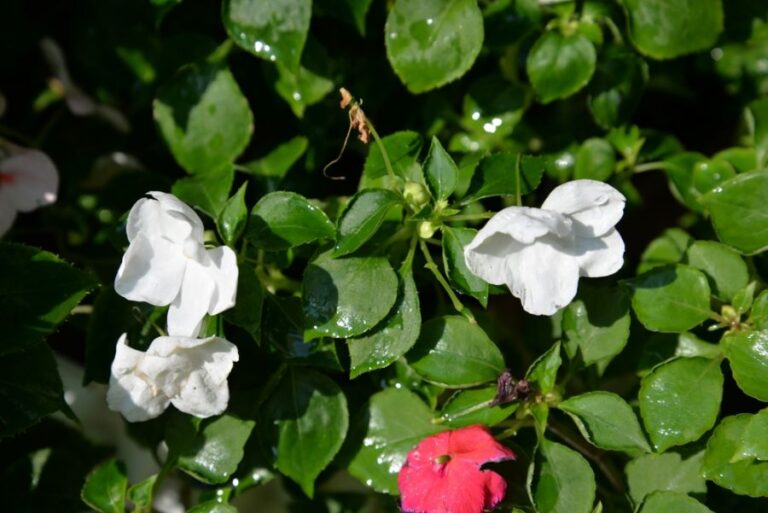 Wilting White and Red Impatiens