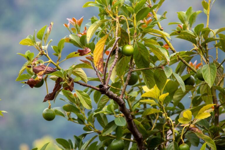 Avocado Tree With Fruit and Browning Leaves
