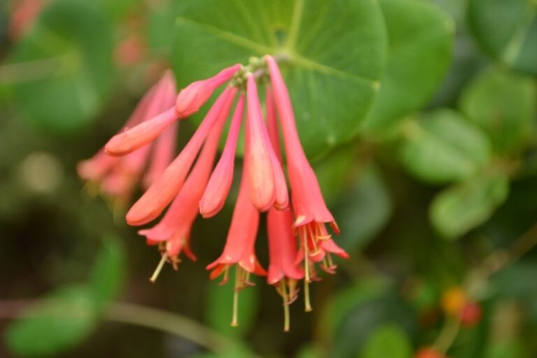Close Up of the Flowers of a Scarlet Trumpet Honeysuckle