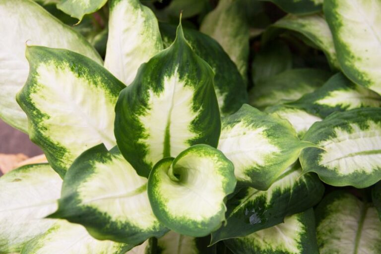 Dieffenbachia With Green Along the Outer Edges and White in the Middle of the Leaves