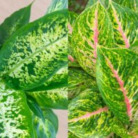 Dieffenbachia vs Aglaonema