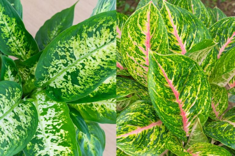 Dieffenbachia vs Aglaonema