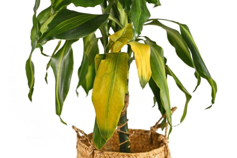 Dracaena in a Woven Pot With Yellowing Leaves