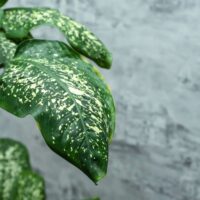 Healthy Green and White Leaves on a Dieffenbachia