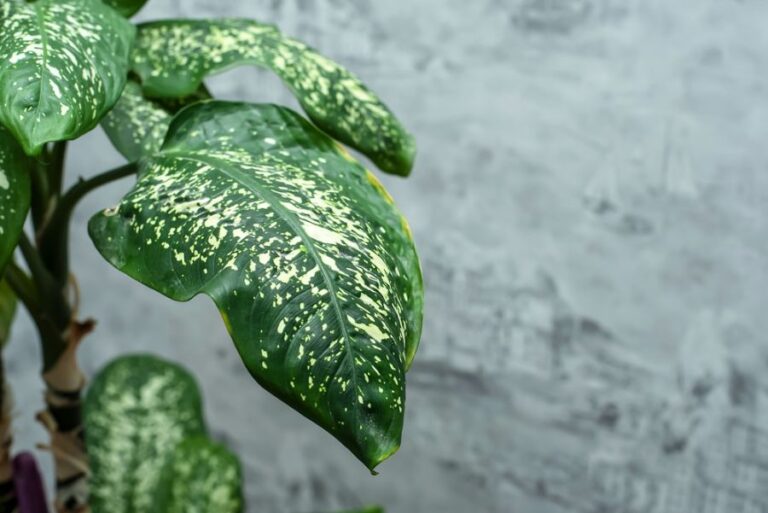 Healthy Green and White Leaves on a Dieffenbachia