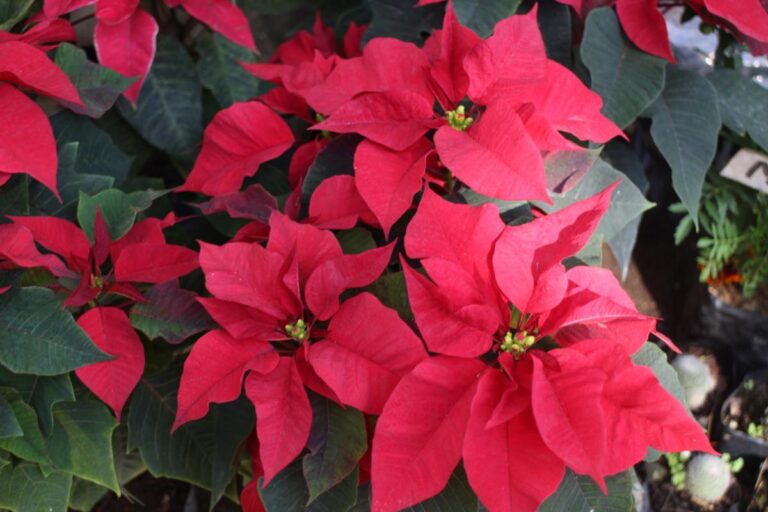 Many Beautiful Poinsettia Blooms