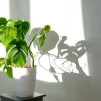 Monstera in a White Pot Making Shadows on the Wall