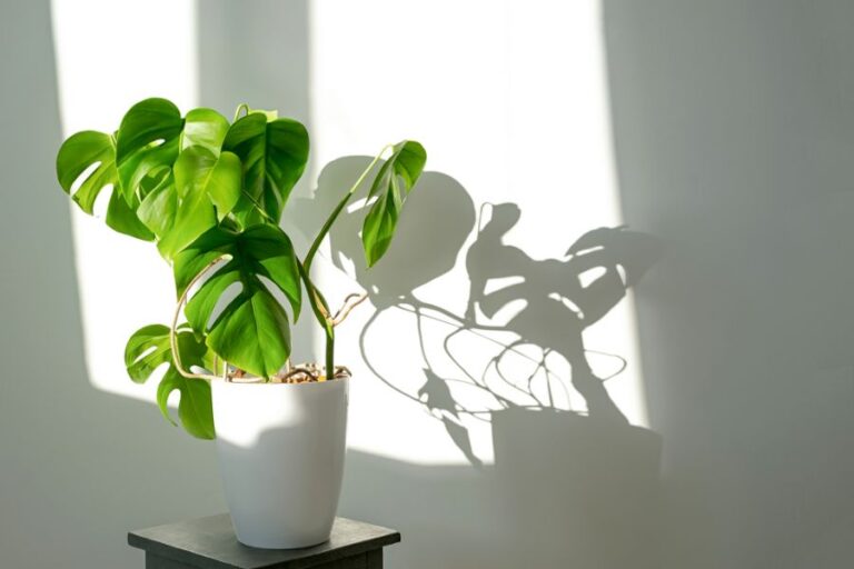 Monstera in a White Pot Making Shadows on the Wall