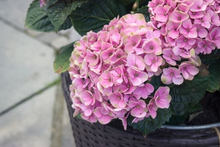 8 Common Reasons Your Potted Hydrangeas Are Wilting (And How to Fix ...