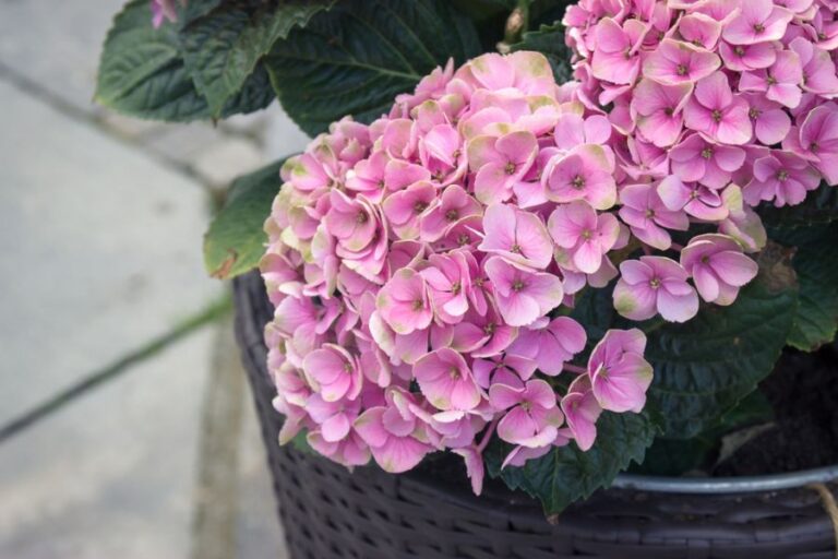 Pink Hydrangeas Growing in a Pot
