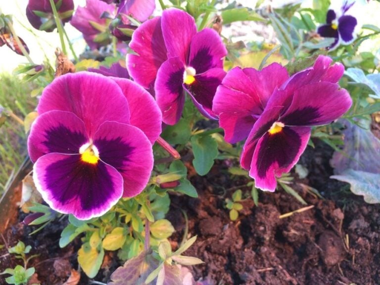 Pink and Purple Pansies With Yellowing Leaves