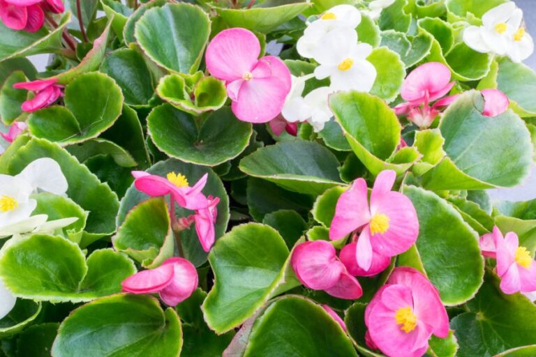 Pink and White Begonias Blooming