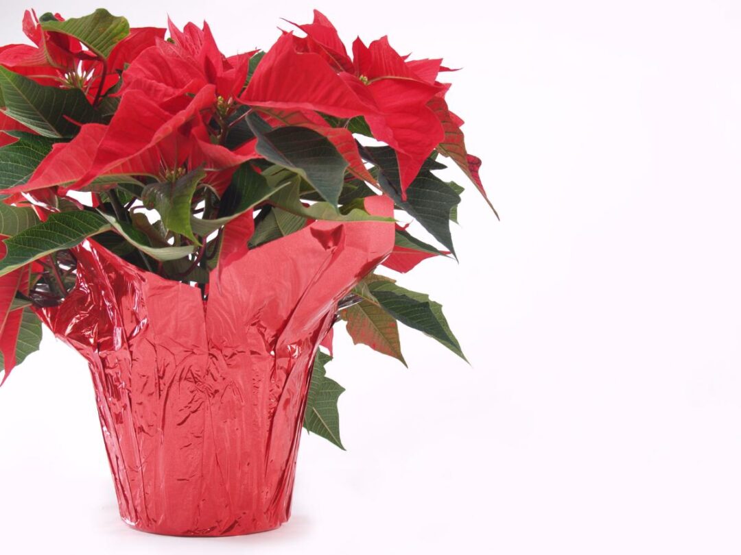 Poinsettia Leaf Curl (6 Causes and Fixes Explained) The Practical Planter