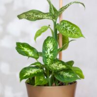 Small Dieffenbachia in a Brown Pot