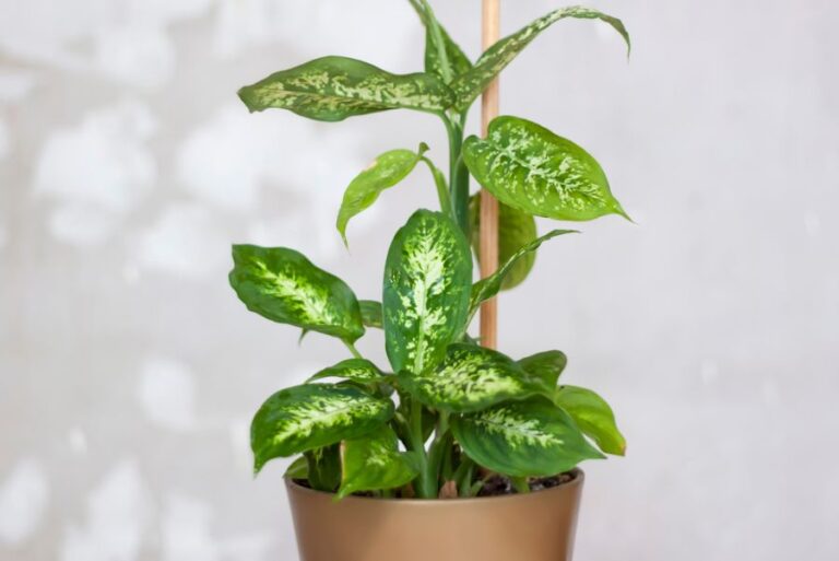 Small Dieffenbachia in a Brown Pot