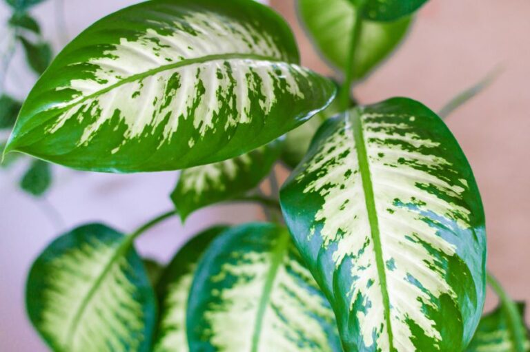Top Down View of Healthy Dieffenbachia or Dumb Cane