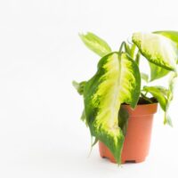 Wilted Dieffenbachia in a Brown Pot on White Background