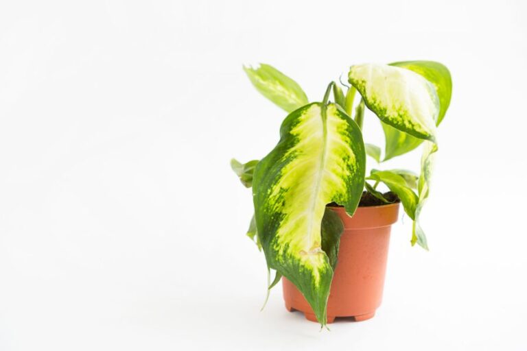 Wilted Dieffenbachia in a Brown Pot on White Background