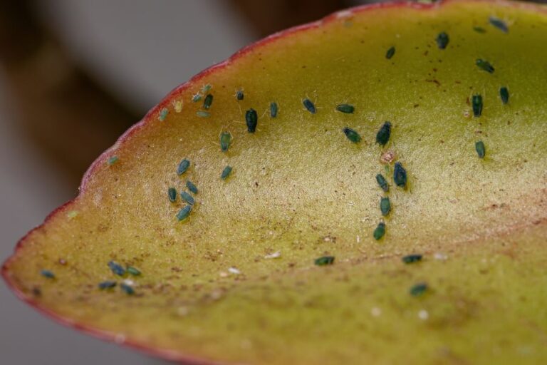 5 Causes of Kalanchoe Leaves Turning Yellow or Brown The Practical
