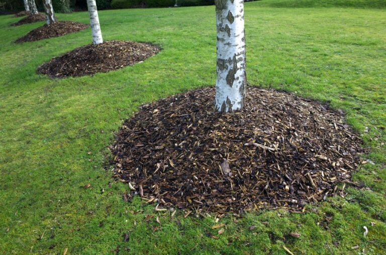 Birch Tree Mulched With Wood Chips in a Circle