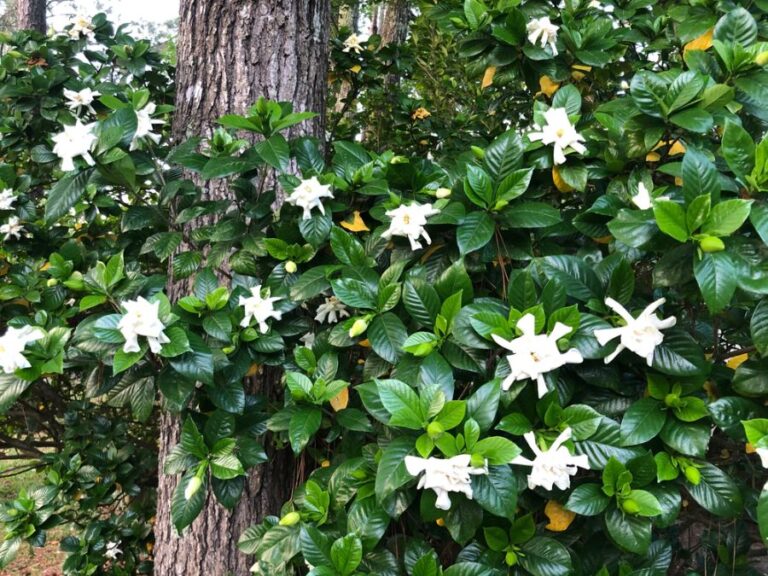 Blooming Gardenia With Some Yellow Leaves Near a Pine Tree