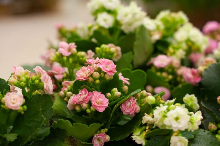 Blooming Pink and White Kalanchoe With Green Leaves