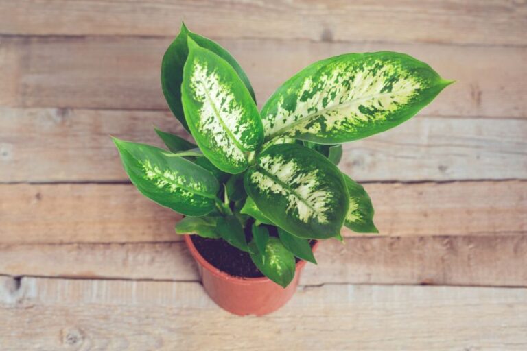 Bright Green Dieffenbachia in a Pot on a Wooden Floor