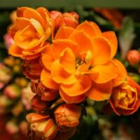 Closeup of Beautiful Orange Kalanchoe Flowers