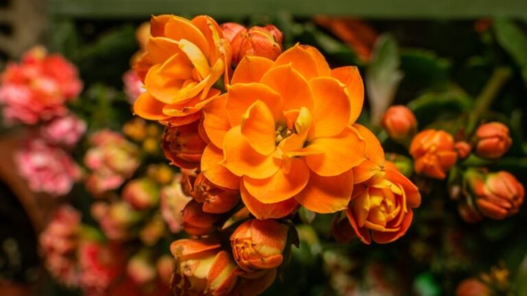 Closeup of Beautiful Orange Kalanchoe Flowers